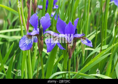 Mini blue Irises on a green grass natural background. Summer mood. Beautiful purple flowers of iris in the meadow Stock Photo