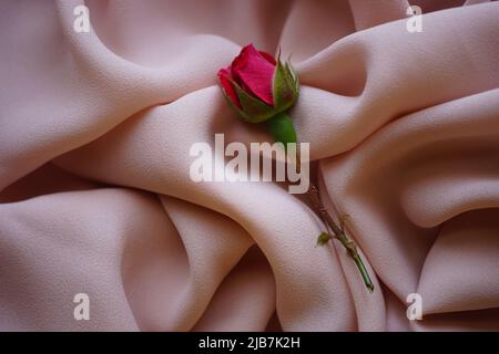 Pink rose flower on delicate cream thin chiffon. Stock Photo