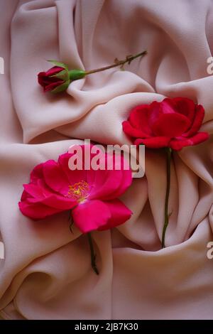 Pink rose flowers on delicate cream thin chiffon. Stock Photo