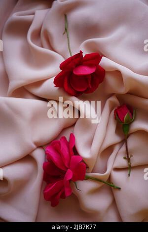 Pink rose flowers on delicate creamy thin chiffon. Stock Photo