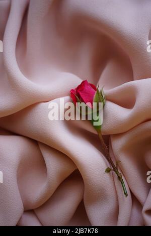 Pink rose flower on delicate creamy chiffon. Stock Photo