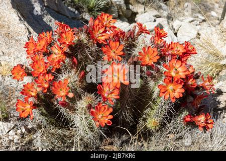 Arizona Claret-cup Cactus (Echinocereus arizonicus), Santa Catalina Mountains, Southern Arizona, USA Stock Photo