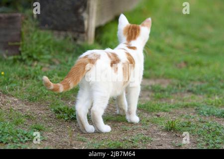 Cute orange and white kitten exploring outdoors in the grass, looking at something in the distance. Stock Photo