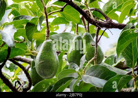 Avocados growing on tree, Hawaii Stock Photo