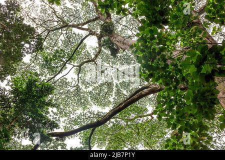 Looking up at tree branches against a sky, Oahu, Hawaii Stock Photo