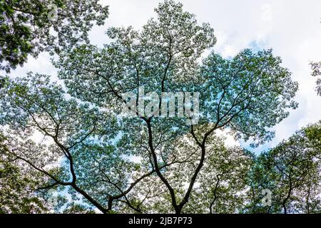 Tree branch patterns against the sky. Stock Photo