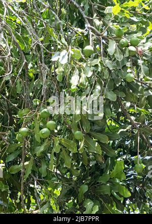 Macadamia Nut Tree, Oahu, Hawaii Stock Photo