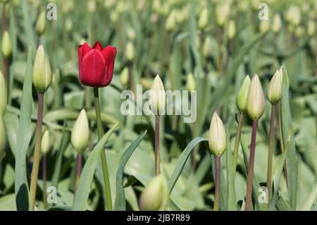 One single red tulip blooming in a field of unopened buds on a sunny day in Washington, USA. Stock Photo