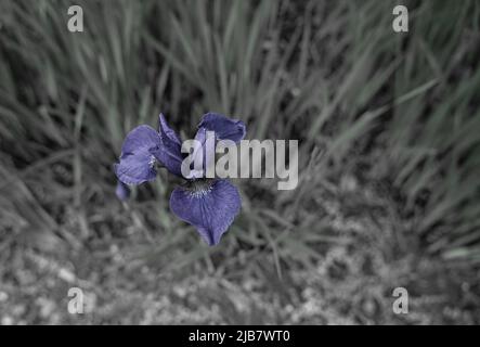 closeup of beautiful Siberian Iris (Iris Sibirica) in early summer bloom Stock Photo