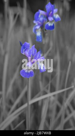 closeup of beautiful Siberian Iris (Iris Sibirica) in early summer bloom Stock Photo