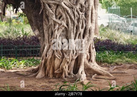 Strange Banyan or ficus tree trunk growing on israeli town street Stock Photo