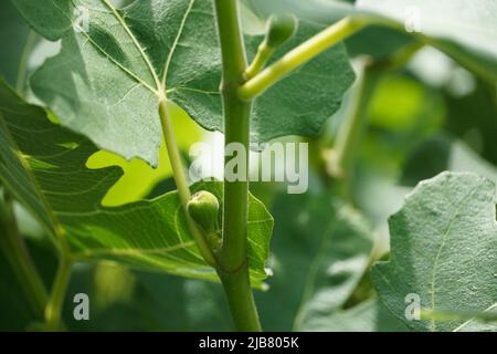 Figs from a Chicago Hardy Fig Tree Stock Photo