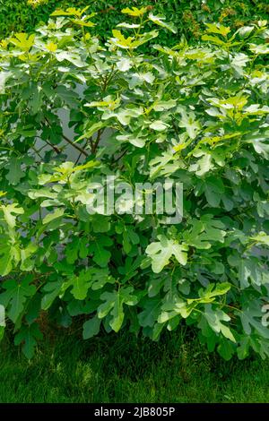 June 20, 2021 - Photo of a Chicago Hardy Fig Tree planted in NJ that is thriving in the Spring Season and is ready for the Summer Season. Stock Photo