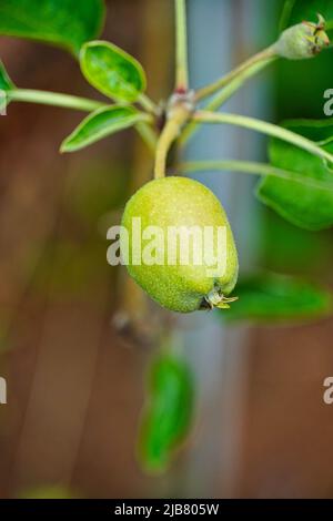 Photo of a green, unripe apple from a Golden Delicious Apple Tree. Stock Photo