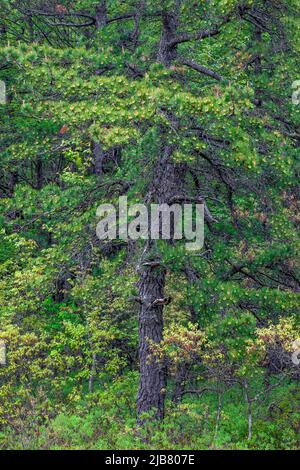 Pitch Pine/Scrub Oak Mesic Till Barrens at The Nature Conservacy's Long Pond Preserve in Pennsylvania's Pocono Mountains. Stock Photo
