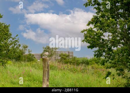 Diva the barn owl (Tyto alba) in a flying demonstration at the British Bird of Prey Centre Stock Photo