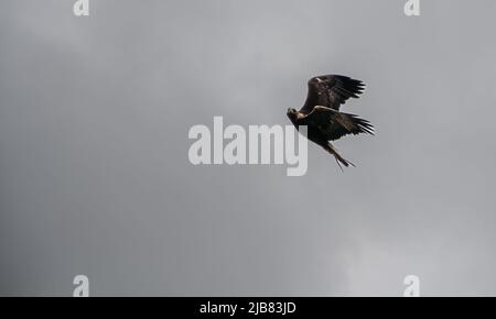 'Midas' a young Golden Eagle (Aquila chrysaetos) in flight at a British Bird of Prey Centre demonstration Stock Photo