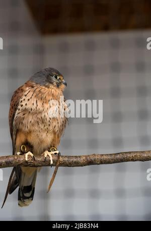 The British Bird of Prey of Centre