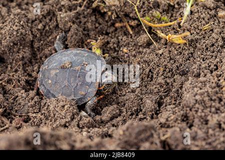 Painted turtle hatchling crawling along shoreline of pond. Wildlife conservation, habitat loss and preservation concept. Stock Photo