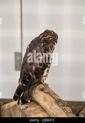 The British Bird of Prey Centre