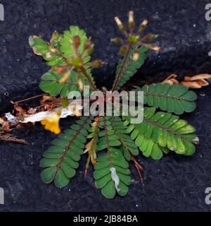 Biophytum sensitivum, also known as little tree plant, or Mukkootti is a species of plant in the genus Biophytum of the family Oxalidaceae, herbal med Stock Photo