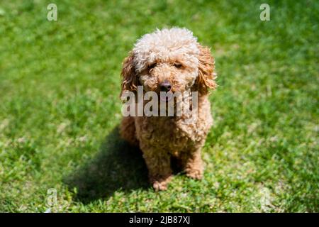 A toy poodle sits in the grass looking at the camera. Stock Photo