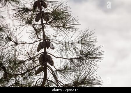 Picture of a wood of pine trees, tall, in france, on the atlantic coast,with  focus on the conifer cone. A conifer cone (in formal botanical usage: st Stock Photo