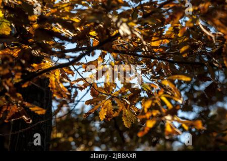 Picture of oak leaves on display on a branch of a tree of Quercus Robus. Quercus robur, commonly known as common oak, pedunculate oak, European oak or Stock Photo