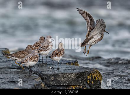 A group of Sanderling and Purple Sandpiper gather together on the Stag Rocks at Bamburgh, Northumberland, UK Stock Photo