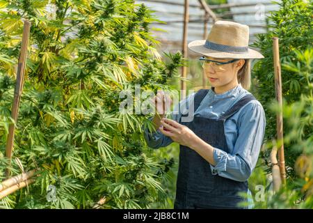 Young female cannabis farmer quality checking on her cannabis plants at her environmental controlled greenhouse, alternative medicine concept