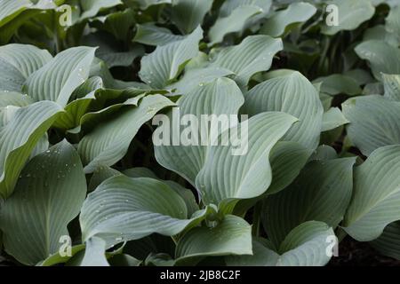Hosta 'Krossa Regal'. Stock Photo