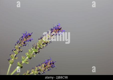 Flower blossoming salvia nemorosa family lamiaceae close up botanical background high quality big size print home decor agricultural plant Stock Photo