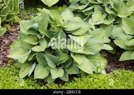 Hosta 'Gold Standard'. Stock Photo