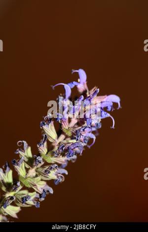 Flower blossoming salvia nemorosa family lamiaceae close up botanical background high quality big size print home decor agricultural plant Stock Photo