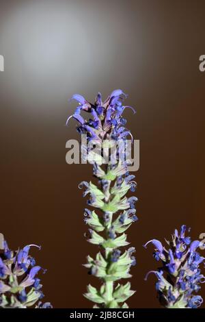 Flower blossoming salvia nemorosa family lamiaceae close up botanical background high quality big size print home decor agricultural plant Stock Photo