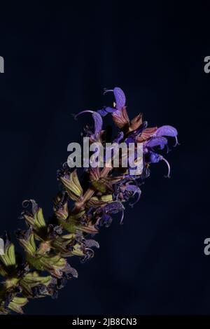 Flower blossoming salvia nemorosa family lamiaceae close up botanical background high quality big size print home decor agricultural plant Stock Photo