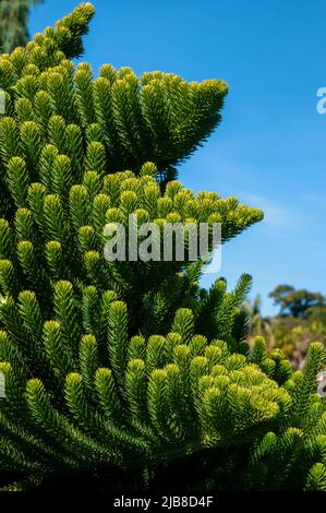 Sydney Australia, foliage of an araucaria luxurians or coast araucaria tree native to New Caledonia Stock Photo