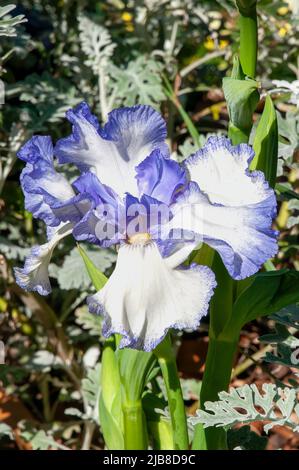 Sydney Australia, blue and white bicolured bearded iris in garden Stock Photo