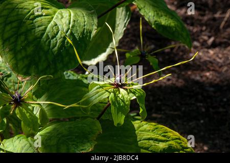 Sydney Australia, unusual flower of a daiswa forrestii native to Vietnam Stock Photo