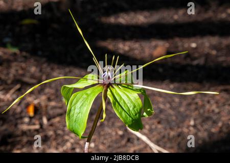 Sydney Australia, unusual flower of a daiswa forrestii native to Vietnam Stock Photo