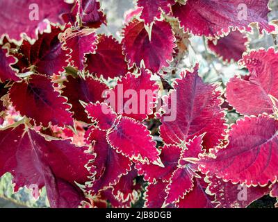 Red Leaves plant (Coleus) - Red Leaf Houseplants Stock Photo