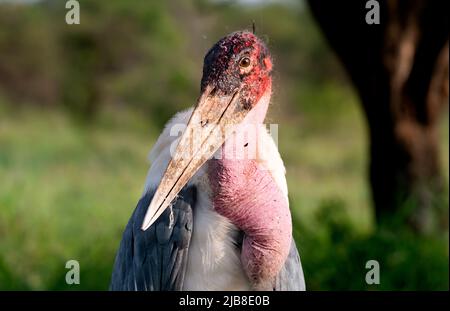 Marabou stork in Serengeti National Park, Tanzania Stock Photo