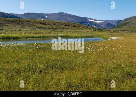 Sunny August day in the foothills of the Polar Urals. Yamalo-Nenets Autonomous Okrug, Russia Stock Photo