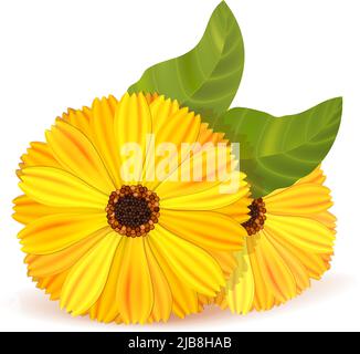 Two marigold buds with green leaves on white. EPS10 opacity in shadows Stock Vector