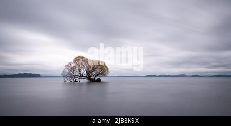Autumn tree at dawn in Lake Taupo. Tree leaves moving in the breeze. Image captured using slow shutter speed for motion blur. Stock Photo