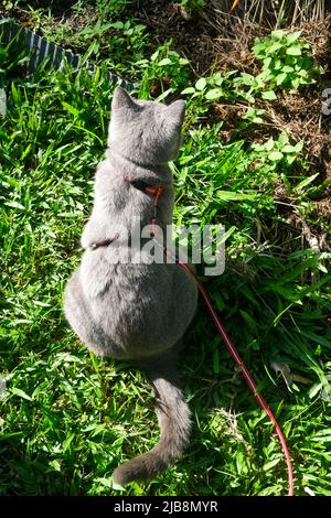 Cat on Leash outdoor Stock Photo