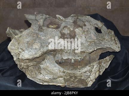 Fossils of Protoceratops found in Mongolia Gobi Desert Stock Photo