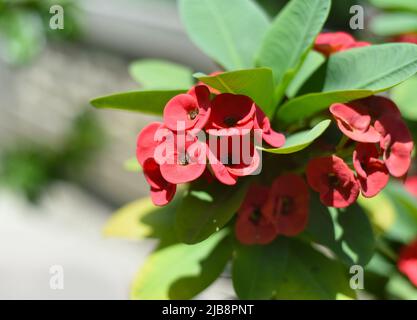 Euphorbia milii, the crown of thorns, Christ plant, or Christ thorn growing in Vietnam Stock Photo