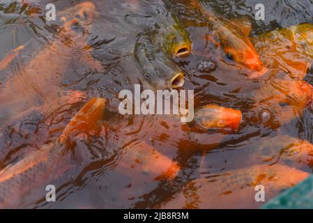 Many carp koi fish swimming in the water in Asia Stock Photo