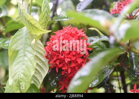 Orange Ixora flower the west indian jasmine growing in Nha Trang Vietnam Stock Photo